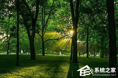 PS树林透光效果怎么做?3分钟了解树林透光效果制作方法