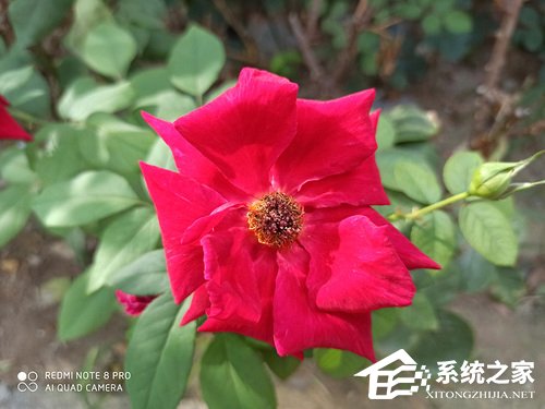 红米Note8 Pro怎么样？Redmi Note8 Pro体验评测