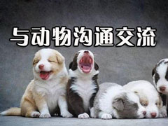宠物翻译软件哪个好？2018宠物翻译软件推荐