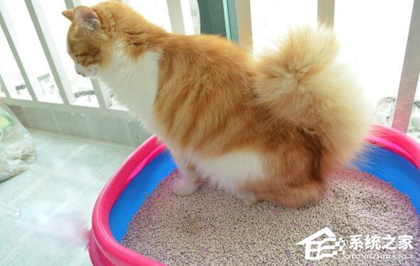 比大米还好用拯救落水手机的神器：猫砂