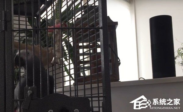 活久见！非洲鹦鹉在亚马逊上成功下单
