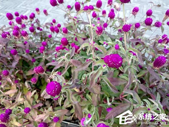 红米5 Plus好不好?红米5 Plus真机体验评测