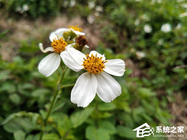 海信H11值得买吗？海信手机H11深度全面评测