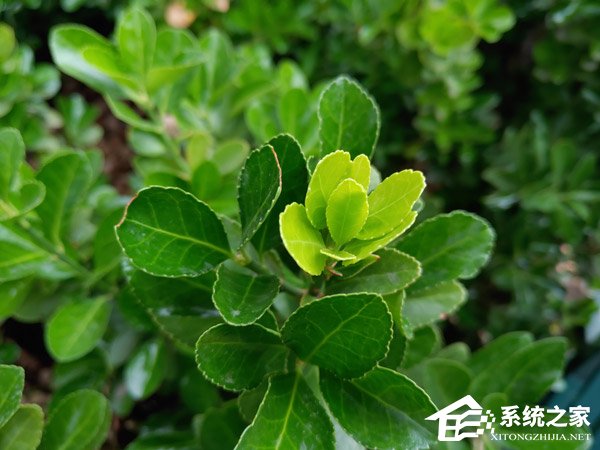 坚果R1值得买吗？坚果R1手机深度全面评测
