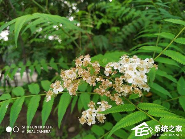 小米8青春版怎么样？小米8青春版手机上手评测