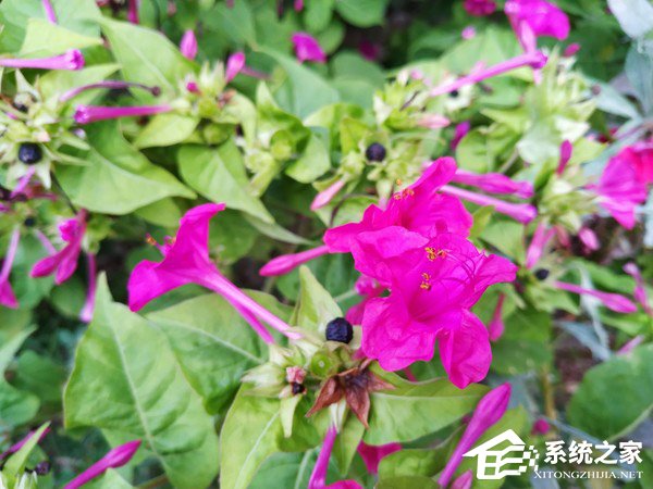 小米8青春版好用吗？小米8青春版手机评测
