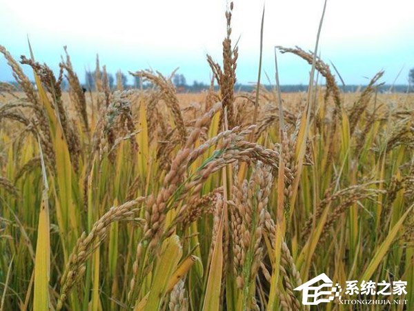 荣耀畅玩8C怎么样？荣耀畅玩8C体验评测