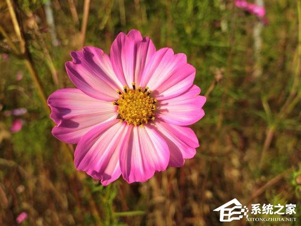 荣耀畅玩8C怎么样？荣耀畅玩8C体验评测