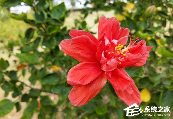 OPPO K1好不好？OPPO K1手机体验评测