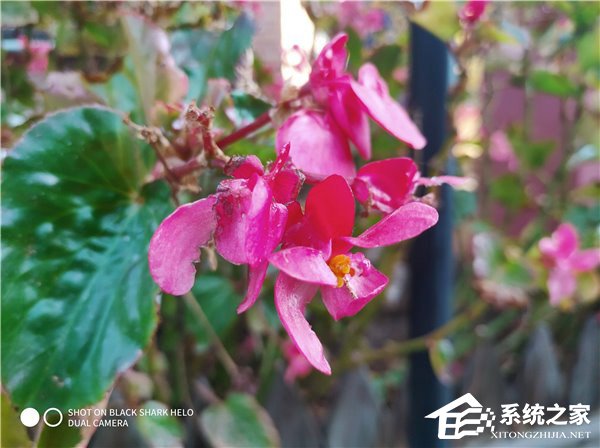 黑鲨游戏手机Helo好不好？黑鲨游戏手机Helo体验评测