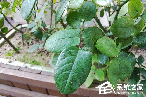 魅族Note 8好不好？魅族Note 8手机全面评测
