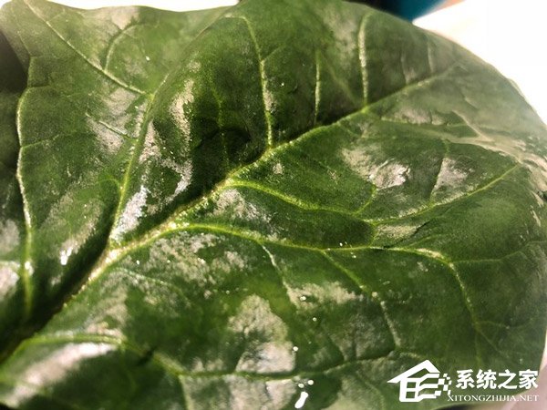 荣耀Magic 2拍照好用吗？荣耀Magic 2超广角AI三摄体验评测