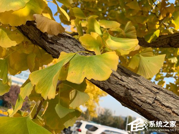 荣耀Magic 2拍照好用吗？荣耀Magic 2超广角AI三摄体验评测