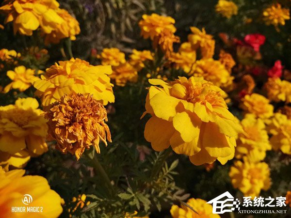 荣耀Magic 2拍照好用吗？荣耀Magic 2超广角AI三摄体验评测