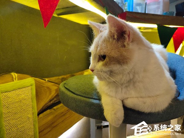 vivo NEX双屏版拍照好用吗？vivo NEX双屏版拍照性能体验评测