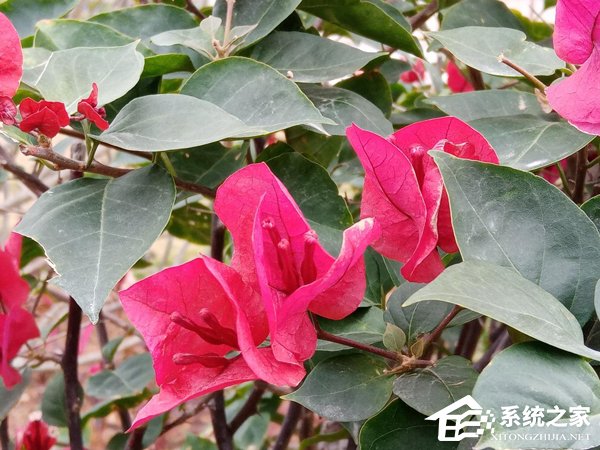 荣耀畅玩8A好用吗？荣耀畅玩8A手机评测