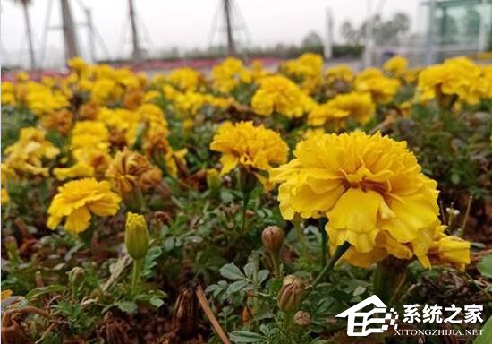 荣耀畅玩8A拍照好用吗？荣耀畅玩8A拍照性能实测