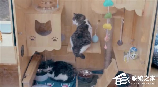 真猫奴？百度工程师打造全球首个AI流浪猫窝