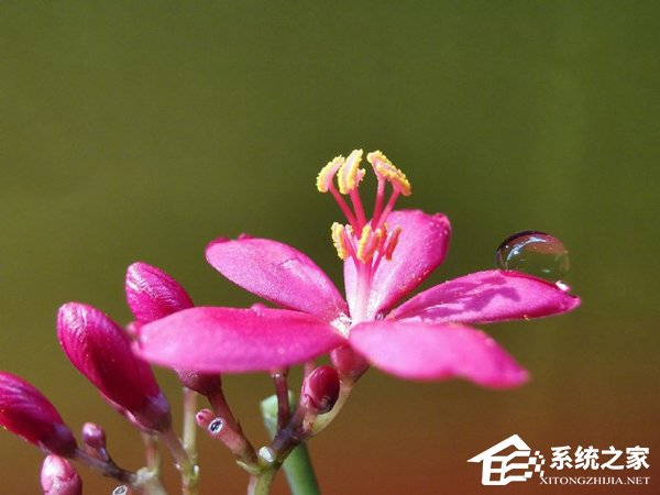 华为P30 Pro拍照好用吗？华为P30 Pro相机评测