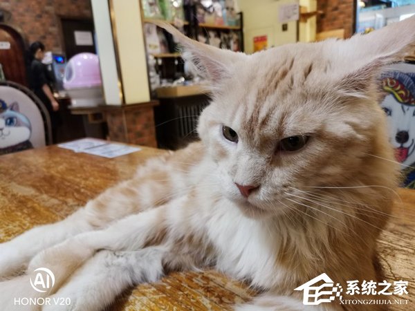 买荣耀V20还是小米9？小米9和荣耀V20手机拍照对比