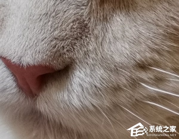 买荣耀V20还是小米9？小米9和荣耀V20手机拍照对比
