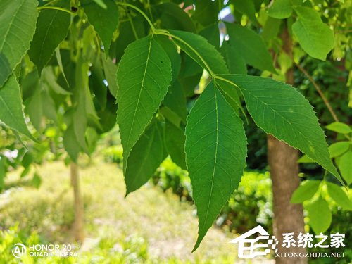 荣耀20 Pro怎么样?荣耀20 Pro体验评测