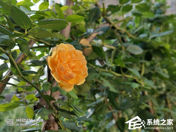 魅族16s Pro好不好？魅族16s Pro体验评测