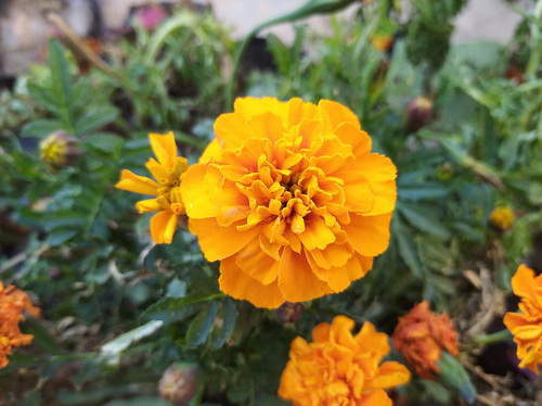 红米8A好不好？