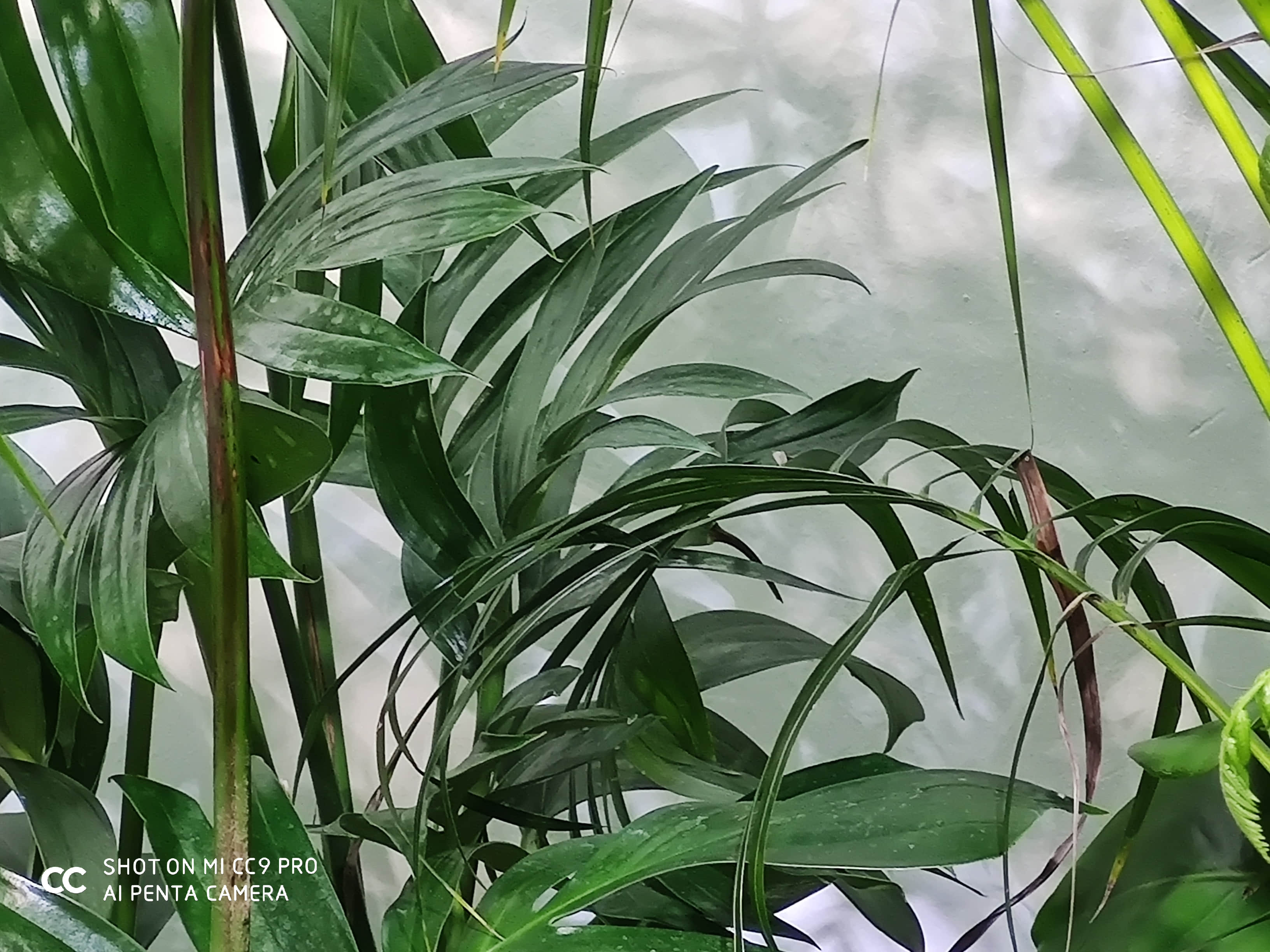 小米CC9 Pro怎么样？