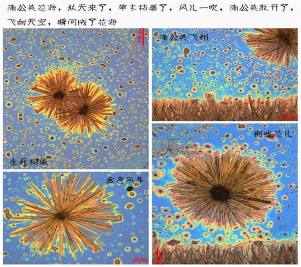 简直不敢相信，这是科研人员拍摄的吗？惊呆了！
