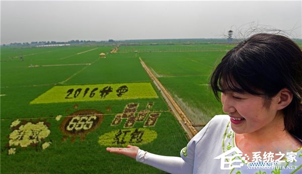 巨幅稻田画《大闹天宫》亮相，画面震撼