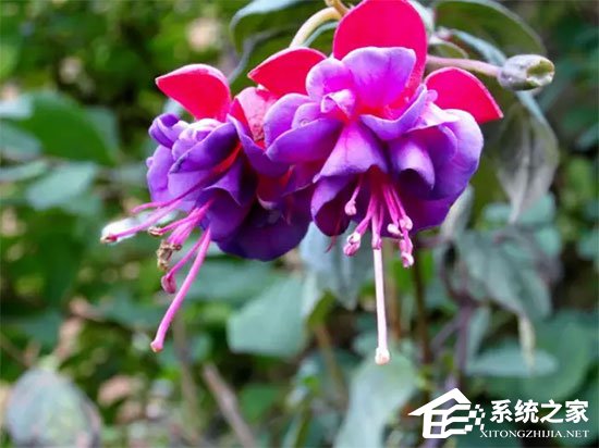 谷歌推出神秘操作系统 可在任何平台运行
