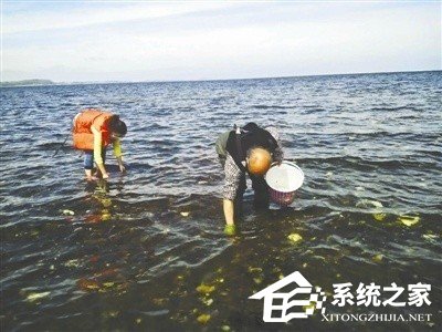 美女4小时挖300斤丹麦生蚝，川式风味征服丹麦朋友