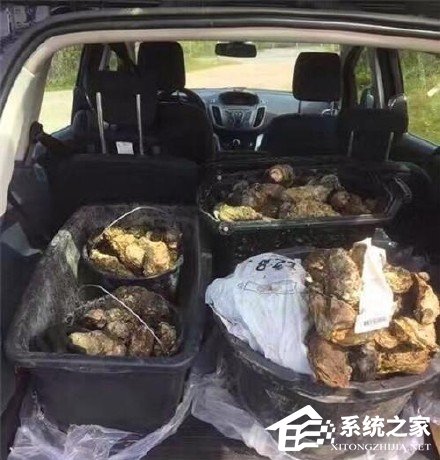 美女4小时挖300斤丹麦生蚝，川式风味征服丹麦朋友