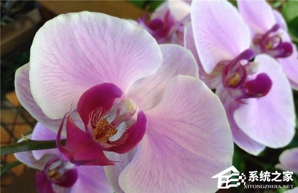 中兴天机Axon M拍照效果好不好?中兴天机Axon M拍照实测