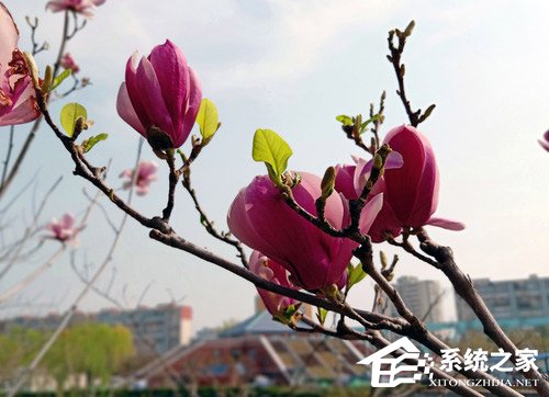 OPPO R15拍照怎么样？OPPO R15拍照性能实测