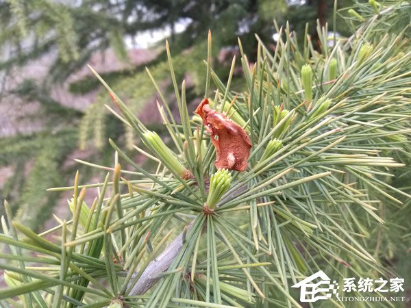 坚果3怎么样好用吗？锤子坚果3手机深度全面评测