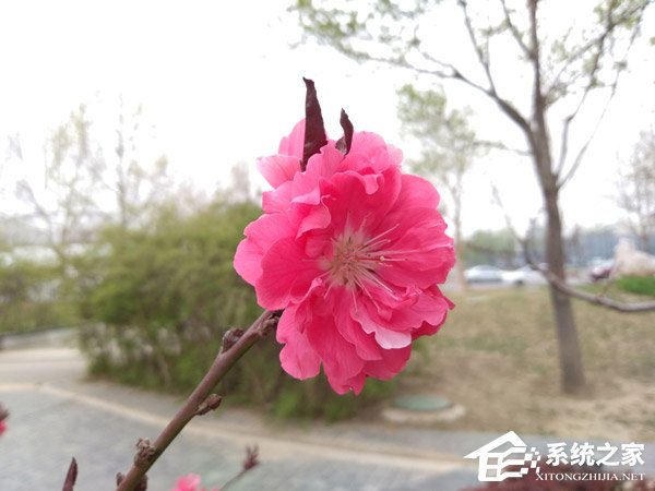 坚果3怎么样好用吗？锤子坚果3手机深度全面评测