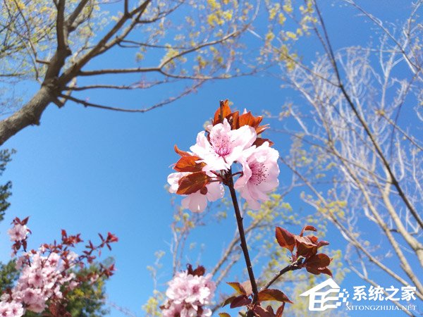 坚果3手机值得买吗？锤子坚果3手机全面评测