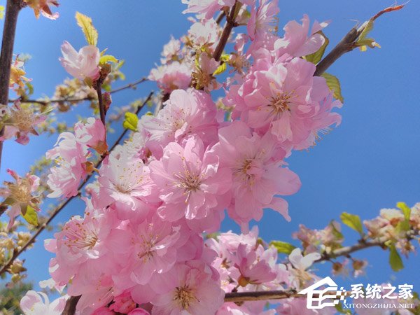 坚果3手机值得买吗？锤子坚果3手机全面评测