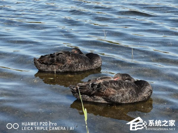 华为P20 Pro拍照怎么样?华为P20 Pro拍照实测
