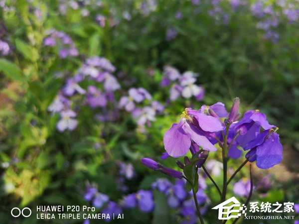 华为P20 Pro拍照怎么样?华为P20 Pro拍照实测