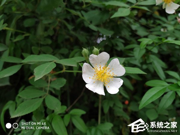 小米6X怎么样好用吗？小米6X手机体验评测