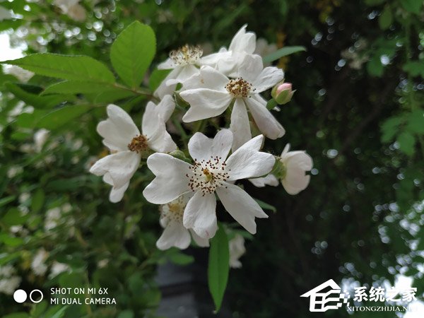 小米6X怎么样好用吗？小米6X手机体验评测