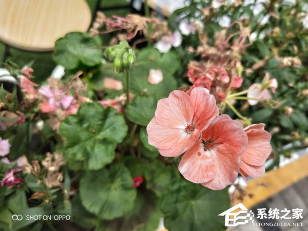 OPPO R15梦镜版怎么样？OPPO R15梦镜版拍照功能体验评测
