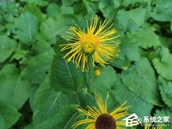 外媒放出谷歌Pixel 3 XL/华为P20 Pro/三星Note9样张对比