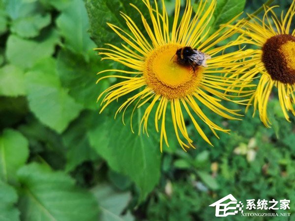 外媒放出谷歌Pixel 3 XL/华为P20 Pro/三星Note9样张对比