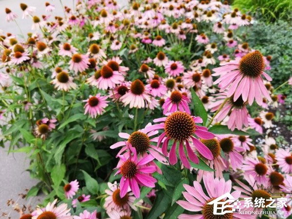 外媒放出谷歌Pixel 3 XL/华为P20 Pro/三星Note9样张对比
