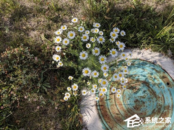 外媒放出谷歌Pixel 3 XL/华为P20 Pro/三星Note9样张对比