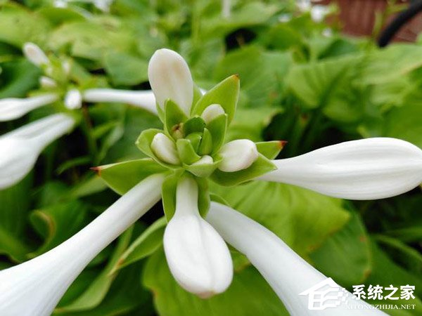 中兴Blade V9好不好?中兴Blade V9手机上手评测